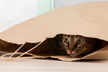 beste uitloopmat kattenbak