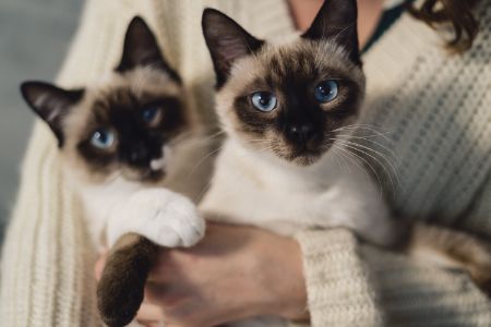 curver kattenbak filter