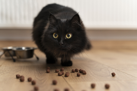 dubbele voerbak kat
