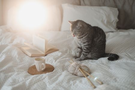 happy house katten mand