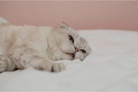 happy house kattenmand