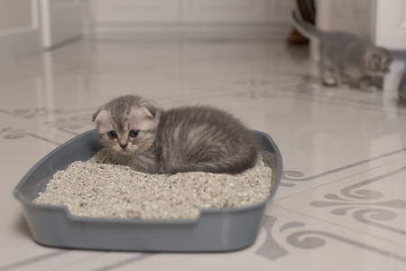 kattenbak moderna