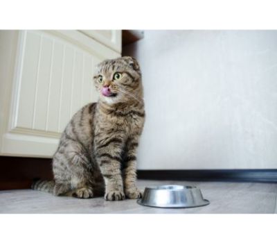 kattenmand trixie