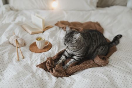 lief kattenmand