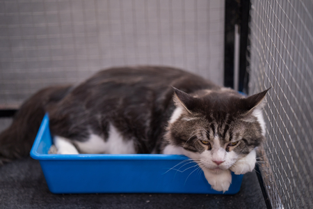 moderna kattenbak lift to sift
