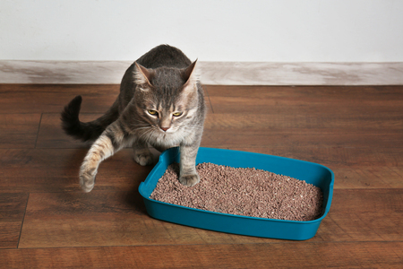 moderna kattenbak