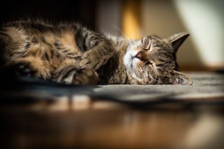 action koelmat kat alternatief