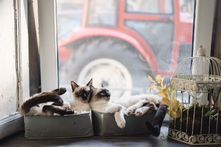 hangmat kat raam