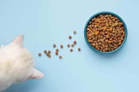 iams kattenvoeer review