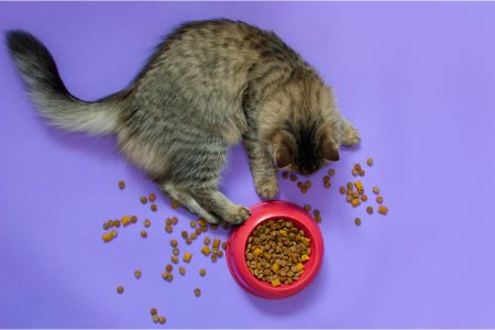 iams kattenvoer aanbieding
