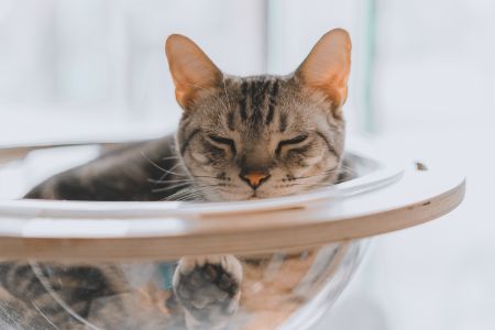katten raam hangmat