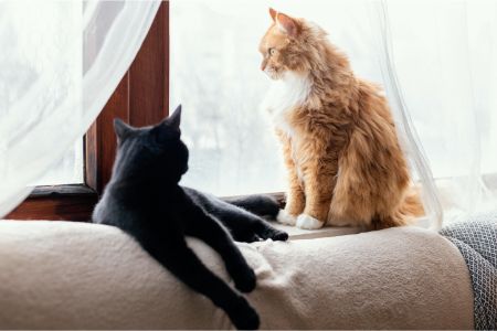 kattenhangmat raam