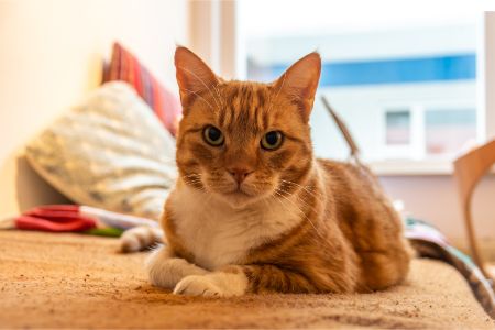 koelmat katten action alternatief