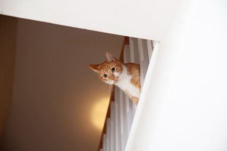 raam hangmat kat