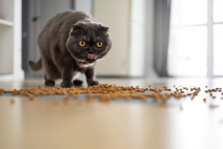 action kattenvoerbakalternatief