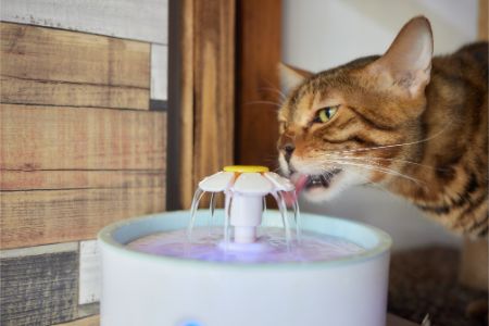 catit drinkfontein