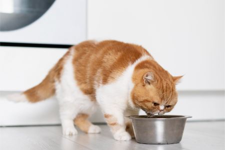 drinkfontein kat catit