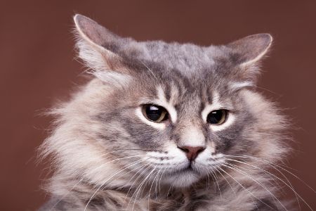 grote katten