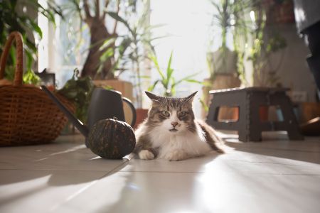 katten koelmat alternatief pets place