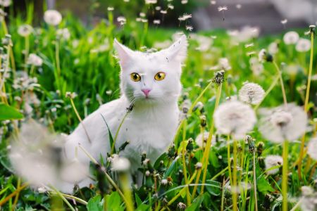 kattenbak voor buiten
