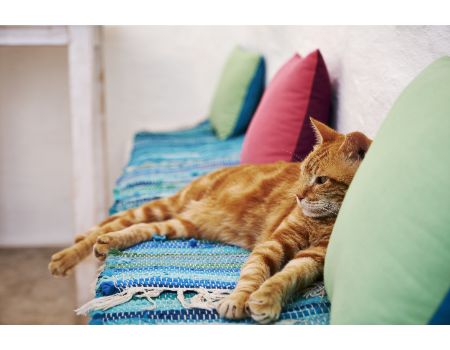 katten krabton 120 cm