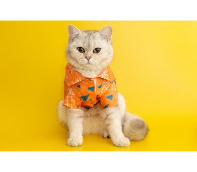 katten outfit