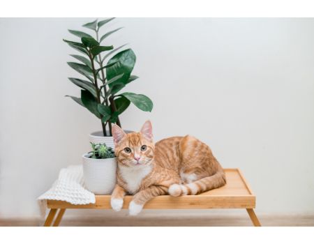 katten vierkant zwart