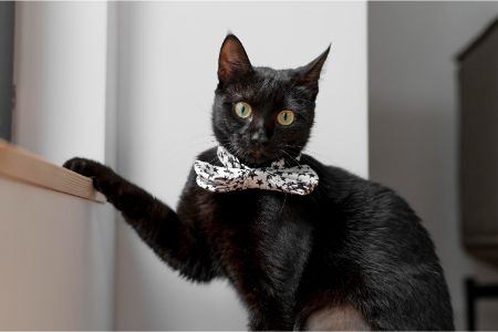 kattenmeubel