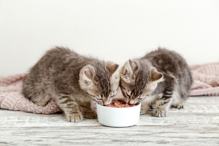 graanvrij kattenvoer nat