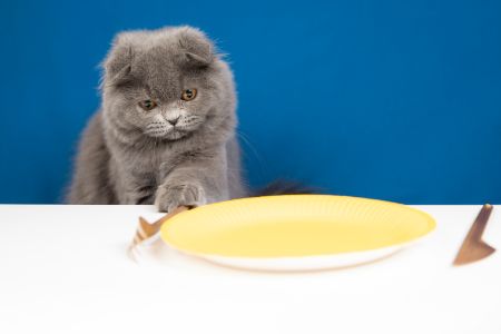graanvrij nat kattenvoer