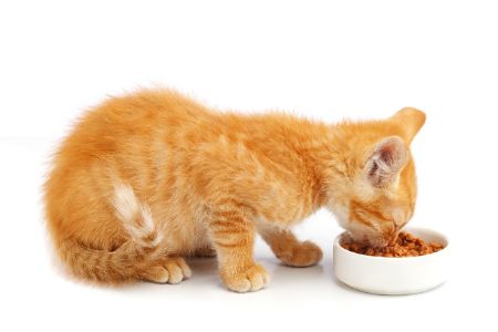 kattenvoer nat graanvrij