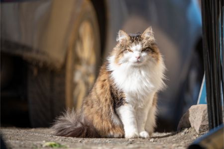 naam kater stoer