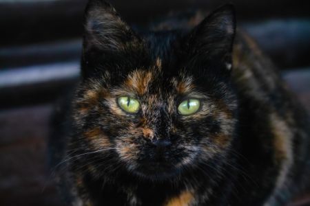 stoere kattennamen rode kater
