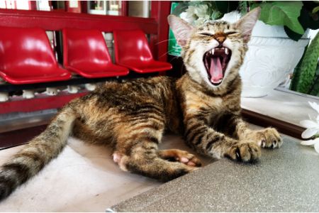 stoere kattennamen vrouwtje