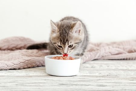 whiskas natvoer in saus
