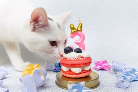 dierendag kat
