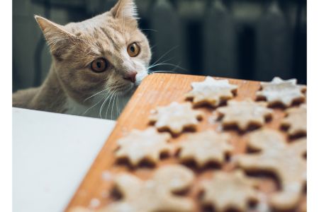 mag een kat chocolade eten