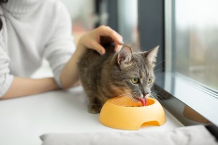 action kattenbrokken alternatief