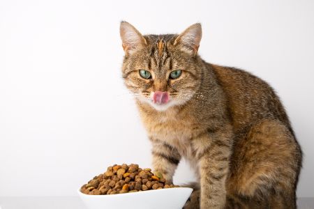 het beste natvoer senior kat