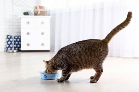 kattenvoer aanbieding welkoop alternatief