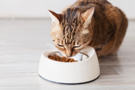 kattenvoer intratuin alternatief