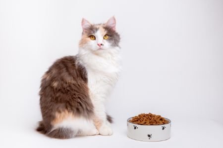 lidl kattenbrokjes alternatief