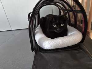 kattenreismand opvouwbaar